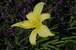 Atlas Daylily (Hemerocallis 'Atlas') at Lakeshore Garden Centres