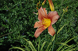Dolly Varden Daylily (Hemerocallis 'Dolly Varden') at Lakeshore Garden Centres