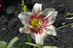 Chicago Picotee Memories Daylily (Hemerocallis 'Chicago Picotee Memories') at Lakeshore Garden Centres