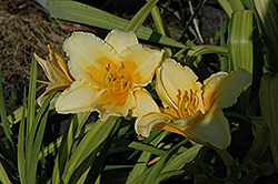Miniature King Daylily (Hemerocallis 'Miniature King') at Lakeshore Garden Centres