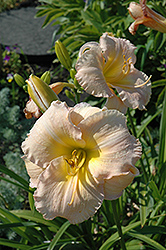 Everybody's Talking Daylily (Hemerocallis 'Everybody's Talking') at Lakeshore Garden Centres