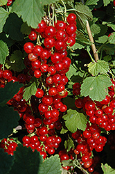 Red Lake Red Currant (Ribes rubrum 'Red Lake') at A Very Successful Garden Center
