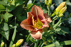 Pookie Bear Daylily (Hemerocallis 'Pookie Bear') at Lakeshore Garden Centres