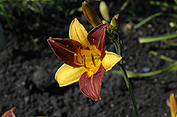 Trietta Daylily (Hemerocallis 'Trietta') at Lakeshore Garden Centres