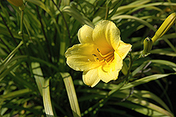 Pennysworth Daylily (Hemerocallis 'Pennysworth') at Lakeshore Garden Centres