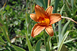 Snow Goose Daylily (Hemerocallis 'Snow Goose') at Lakeshore Garden Centres