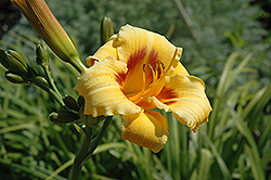 Little Cadet Daylily (Hemerocallis 'Little Cadet') at Lakeshore Garden Centres