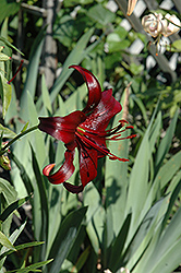 Night Flyer Lily (Lilium 'Night Flyer') at Lakeshore Garden Centres