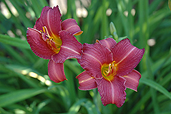 Violet Light Daylily (Hemerocallis 'Violet Light') at Lakeshore Garden Centres