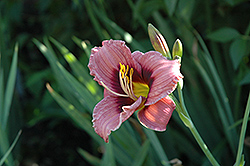 Tee Tiny Daylily (Hemerocallis 'Tee Tiny') at Lakeshore Garden Centres