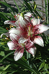 Burgundy Splash Lily (Lilium 'Burgundy Splash') at Lakeshore Garden Centres