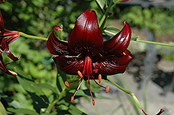 In The Zone Lily (Lilium 'In The Zone') at Lakeshore Garden Centres