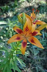 Brushmarks Lily (Lilium 'Brushmarks') at Lakeshore Garden Centres