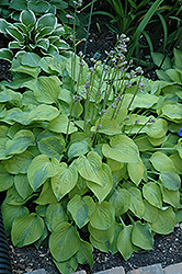 Radiant Edger Hosta (Hosta 'Radiant Edger') at Lakeshore Garden Centres