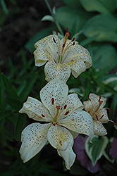 Cinnamon Toast Lily (Lilium 'Cinnamon Toast') at Lakeshore Garden Centres