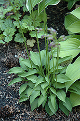 Tiny Tears Hosta (Hosta 'Tiny Tears') at Lakeshore Garden Centres