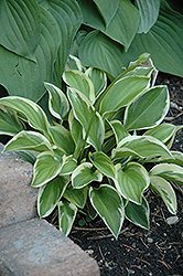 Thumbelina Hosta (Hosta 'Thumbelina') at Lakeshore Garden Centres