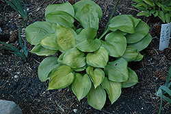 Wylde Green Cream Hosta (Hosta 'Wylde Green Cream') at Lakeshore Garden Centres