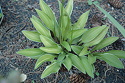 Little White Lines Hosta (Hosta 'Little White Lines') at Lakeshore Garden Centres
