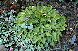 Twist Of Lime Hosta (Hosta 'Twist Of Lime') at The Mustard Seed