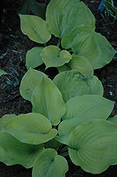 Lemon Meringue Hosta (Hosta 'Lemon Meringue') at Lakeshore Garden Centres