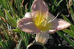 Pink Limeade Daylily (Hemerocallis 'Pink Limeade') at Lakeshore Garden Centres