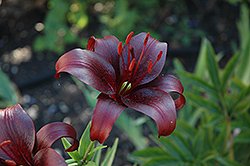 Burnett's Beauty (Lilium 'Burnett's Beauty') at Lakeshore Garden Centres