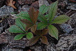 Firecracker Rodgersia (Rodgersia 'Firecracker') at Lakeshore Garden Centres