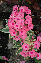 Becky Towe Garden Phlox (Phlox paniculata 'Becky Towe') at Lakeshore Garden Centres
