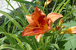 Duke of Durham Daylily (Hemerocallis 'Duke of Durham') at Lakeshore Garden Centres