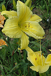 Big Bird Daylily (Hemerocallis 'Big Bird') at Lakeshore Garden Centres