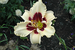 You Angel You Daylily (Hemerocallis 'You Angel You') at Lakeshore Garden Centres