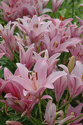 Moneymaker Lily (Lilium 'Moneymaker') at Lakeshore Garden Centres