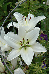 Endless Love Lily (Lilium 'Endless Love') at Lakeshore Garden Centres