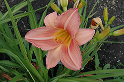 Gay Cravat Daylily (Hemerocallis 'Gay Cravat') at Lakeshore Garden Centres