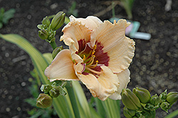 Absolutely Fabulous Daylily (Hemerocallis 'Absolutely Fabulous') at Lakeshore Garden Centres