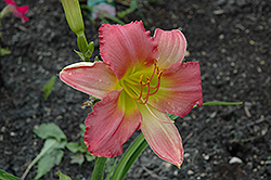 Chicago Petticoats Daylily (Hemerocallis 'Chicago Petticoats') at Lakeshore Garden Centres