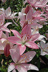 Renoir Lily (Lilium 'Renoir') at Lakeshore Garden Centres