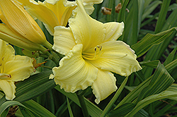 Suzie Wong Daylily (Hemerocallis 'Suzie Wong') at Lakeshore Garden Centres