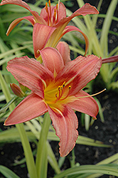 Lady Chatterly Daylily (Hemerocallis 'Lady Chatterly') at Lakeshore Garden Centres