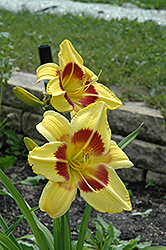 King George Daylily (Hemerocallis 'King George') at Lakeshore Garden Centres