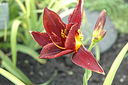 Hot Chocolate Daylily (Hemerocallis 'Hot Chocolate') at Lakeshore Garden Centres