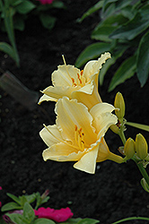 Beyond Measure Daylily (Hemerocallis 'Beyond Measure') at Lakeshore Garden Centres