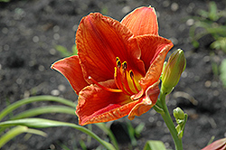 Kazbah Fez Daylily (Hemerocallis 'Kazbah Fez') at Lakeshore Garden Centres