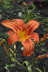 Bender's Heritage Daylily (Hemerocallis 'Bender's Heritage') at Lakeshore Garden Centres