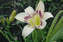 Mokan Butterfly Daylily (Hemerocallis 'Mokan Butterfly') at Lakeshore Garden Centres