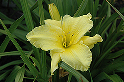 Irish Whim Daylily (Hemerocallis 'Irish Whim') at Lakeshore Garden Centres