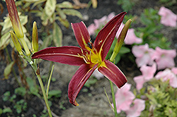 Dark Star Daylily (Hemerocallis 'Dark Star') at Lakeshore Garden Centres