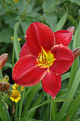 James Marsh Daylily (Hemerocallis 'James Marsh') at Lakeshore Garden Centres