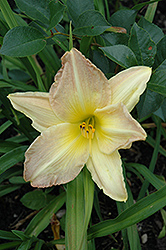Close Up Daylily (Hemerocallis 'Close Up') at Lakeshore Garden Centres